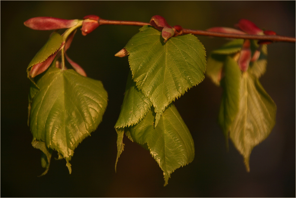 photo "The bloom at sunset" tags: nature, macro and close-up, flowers