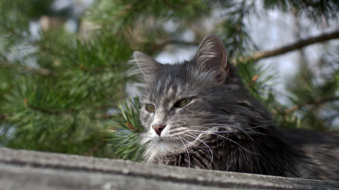 photo "After the hunt" tags: nature, pets/farm animals