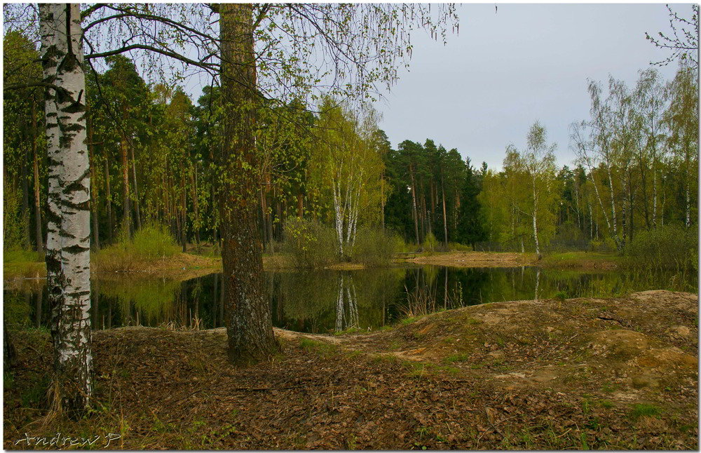 photo "***" tags: landscape, forest