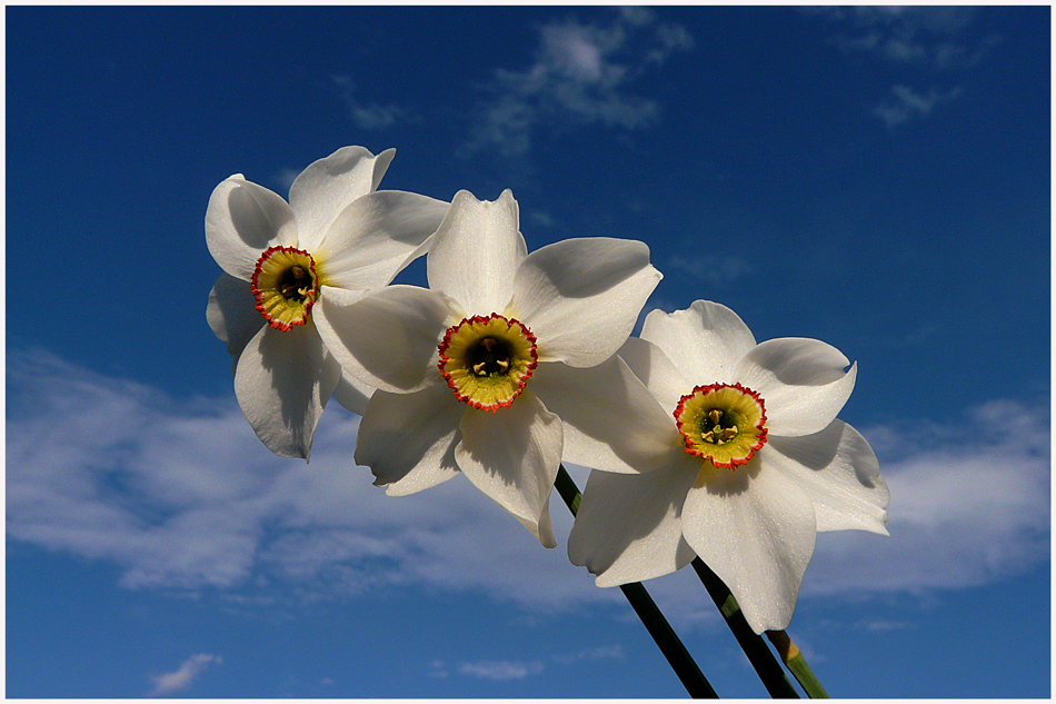 photo "Trio" tags: nature, blue, flowers, sky, spring