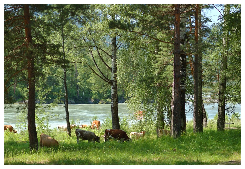 фото "Алтайские буренки" метки: пейзаж, природа, домашние животные