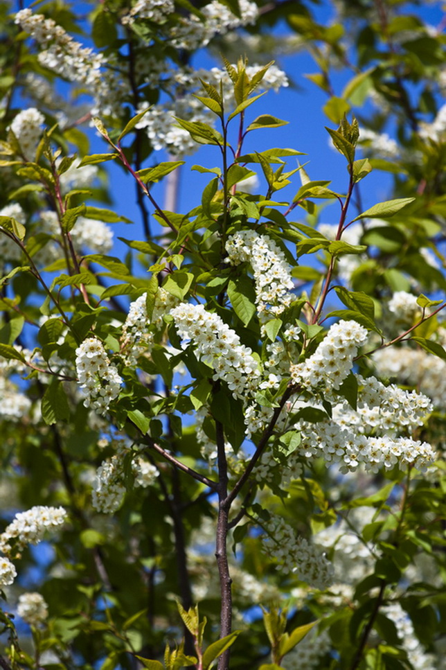 photo "***" tags: landscape, spring