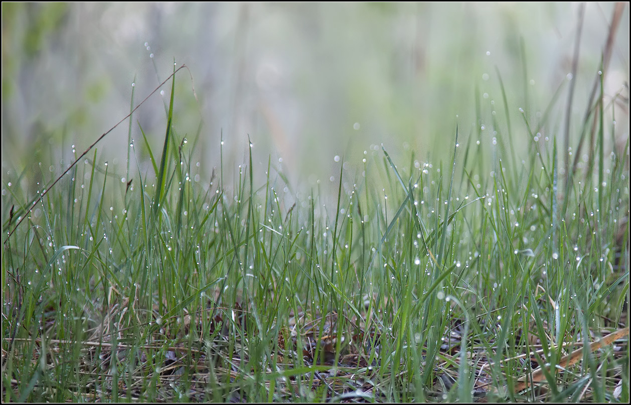 photo "spring morning" tags: nature, landscape, spring