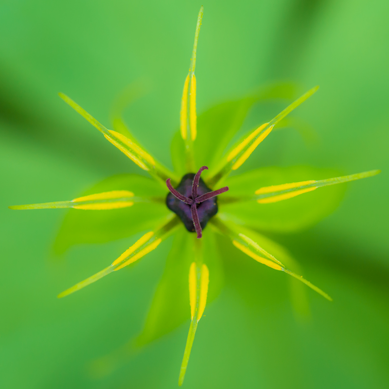 photo "Perfect Symmetry" tags: nature, macro and close-up, flowers