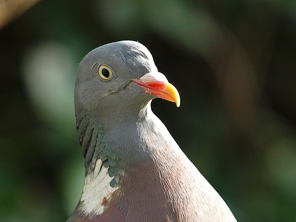 photo "When Doves Cry" tags: nature, wild animals