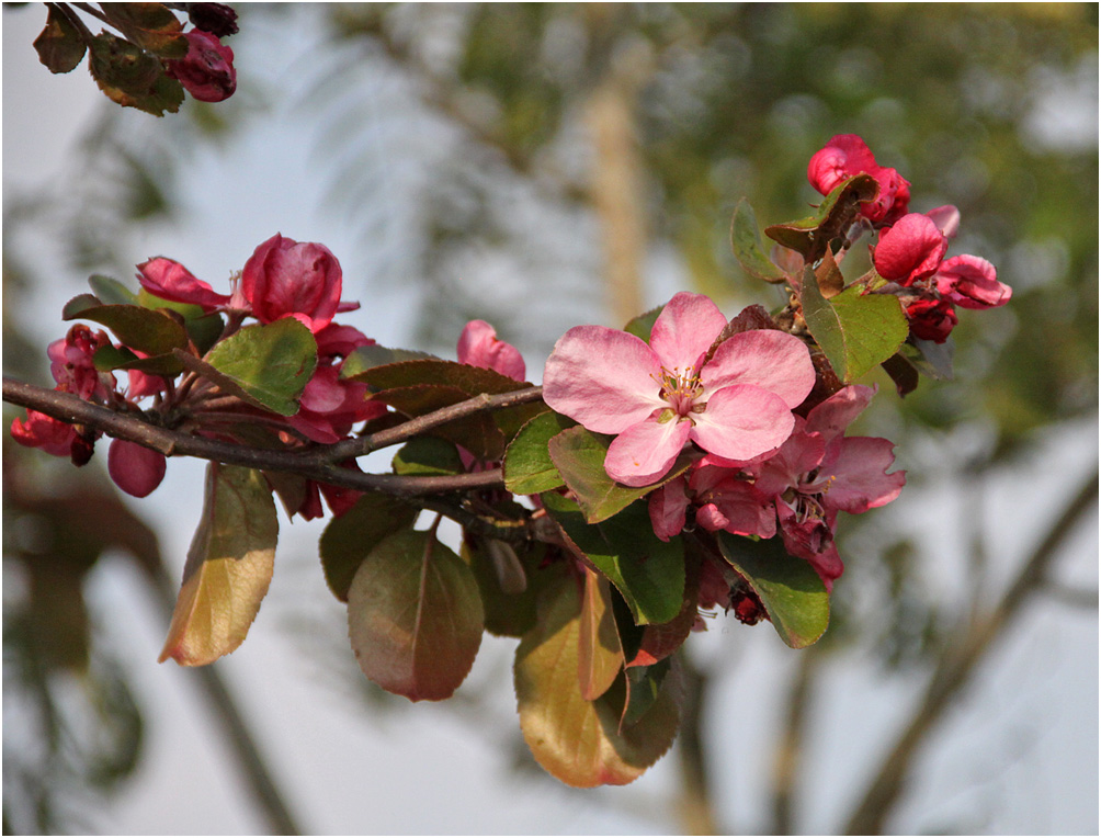 фото "Яблоня в цвету." метки: природа, цветы