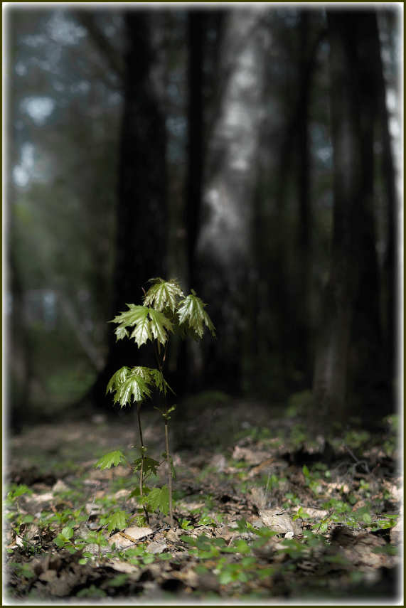 photo "***" tags: landscape, spring