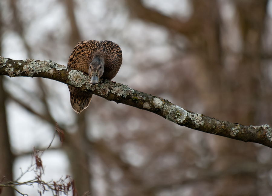 photo "***" tags: nature, wild animals