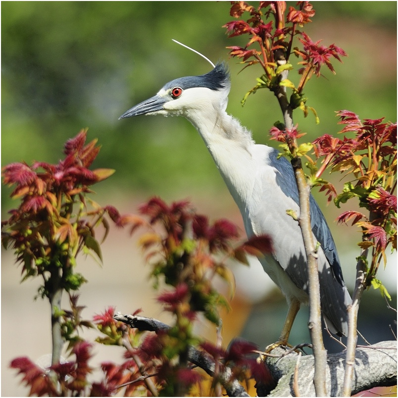 photo "fisherman in a tree" tags: nature, wild animals