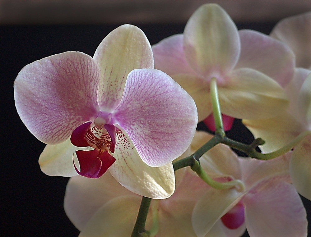 photo "***" tags: macro and close-up, 
