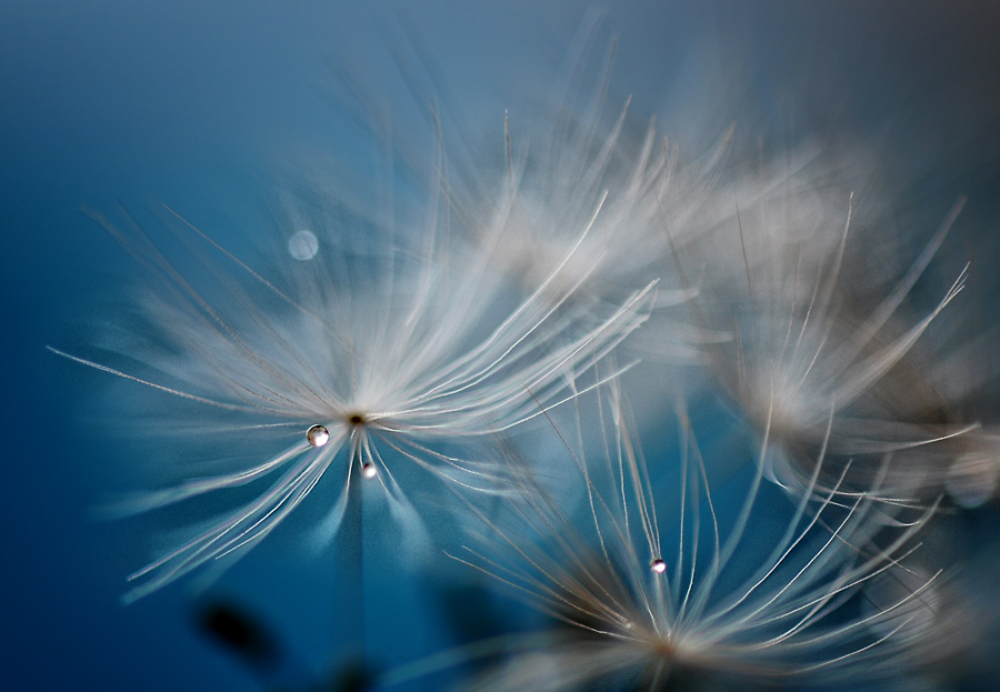 photo "***" tags: macro and close-up, 