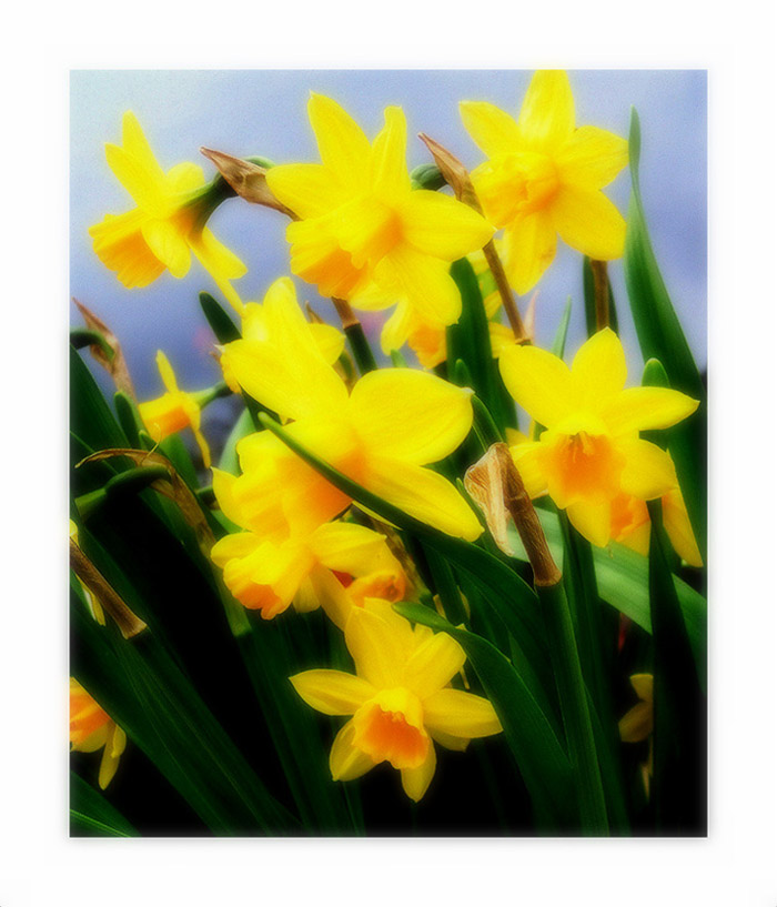 photo "Daffodils" tags: nature, flowers, нарциссы