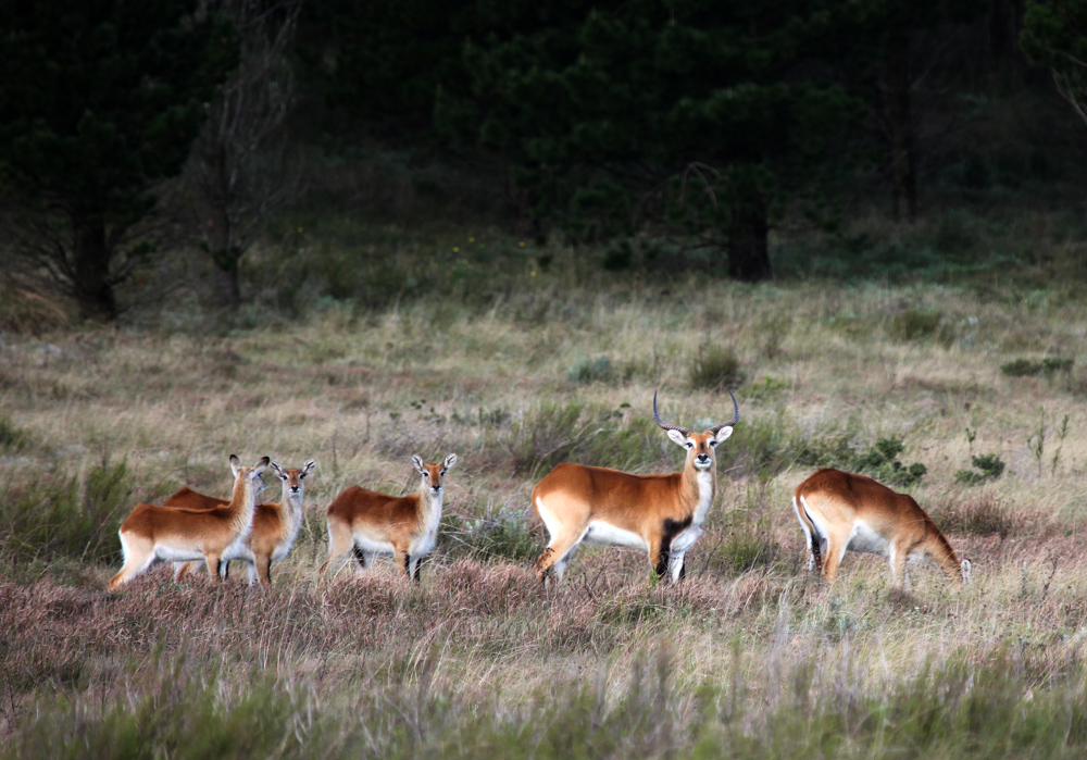 photo "***" tags: nature, travel, Africa, wild animals