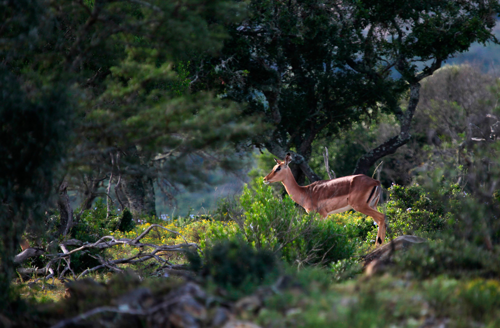 photo "***" tags: nature, travel, Africa, wild animals