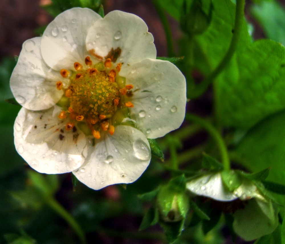 фото "Strawberry flower" метки: путешествия, природа, Европа, цветы