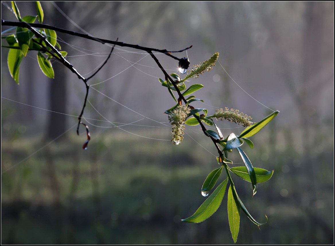 photo "flashlight Spring" tags: landscape, spring