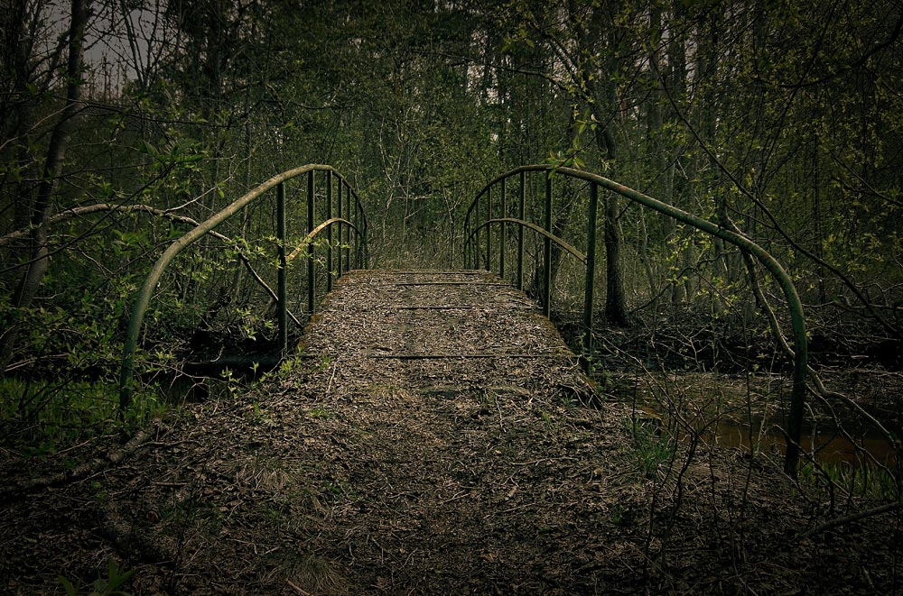 photo "The future" tags: landscape, forest, spring