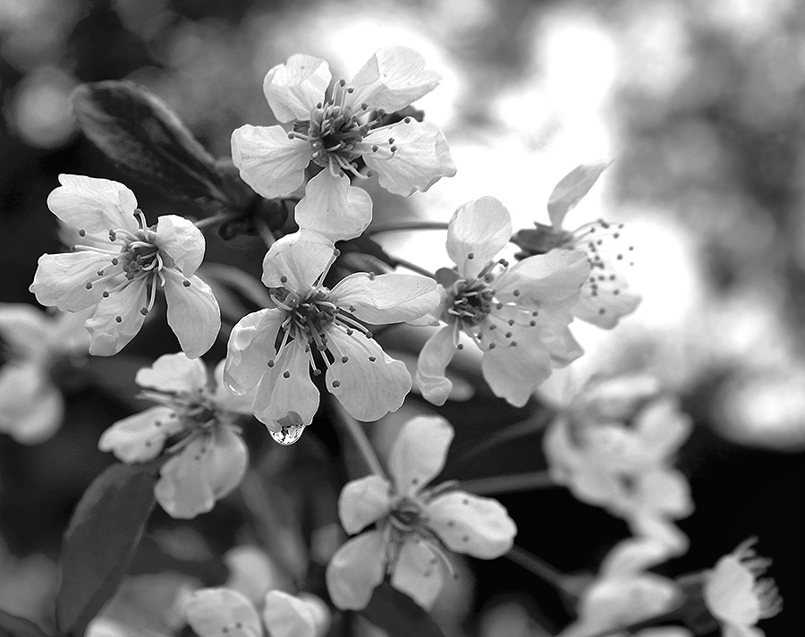 фото "Май" метки: черно-белые, природа, цветы