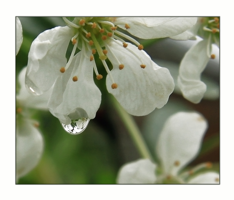 photo "***" tags: nature, macro and close-up, flowers