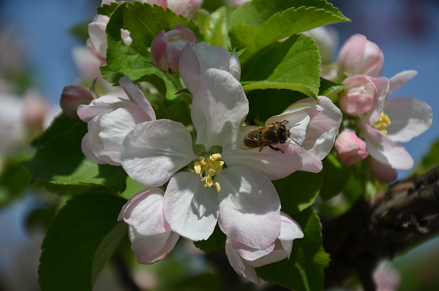 photo "***" tags: nature, flowers