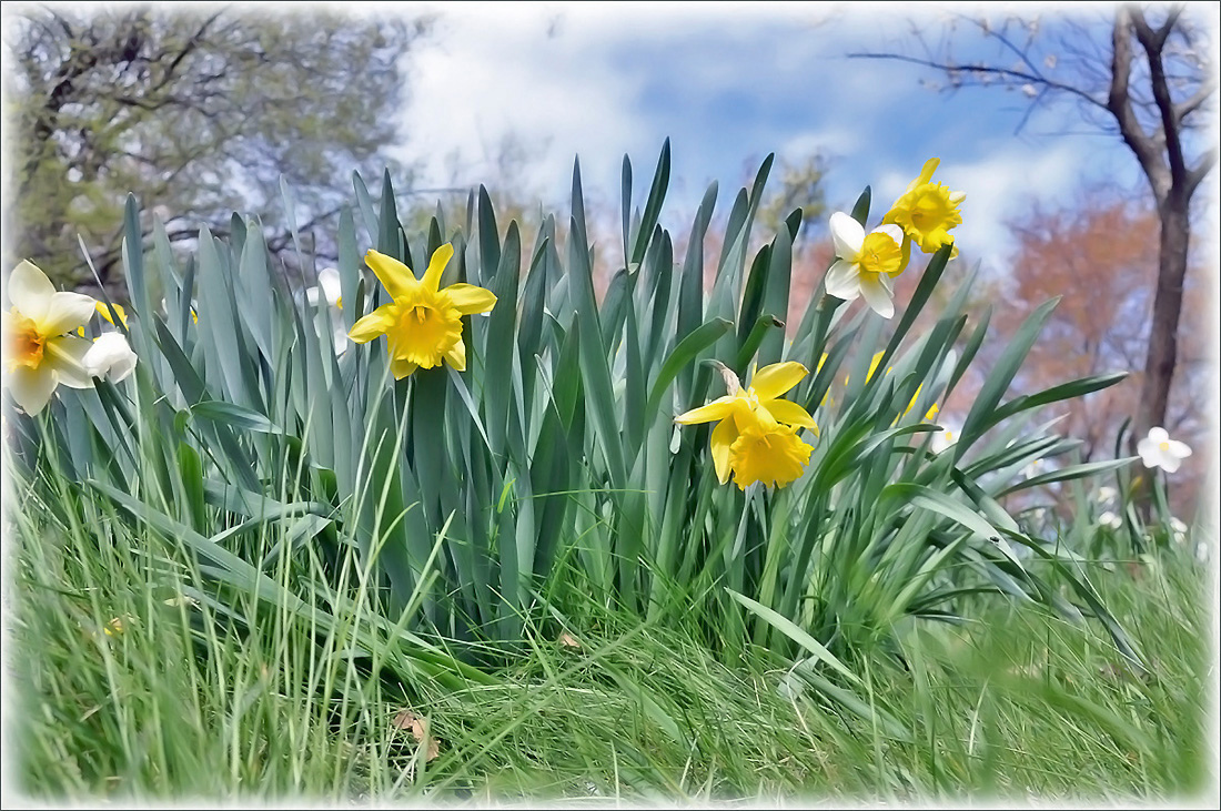 фото "Highland Park - Цветочное время" метки: природа, пейзаж, весна, цветы