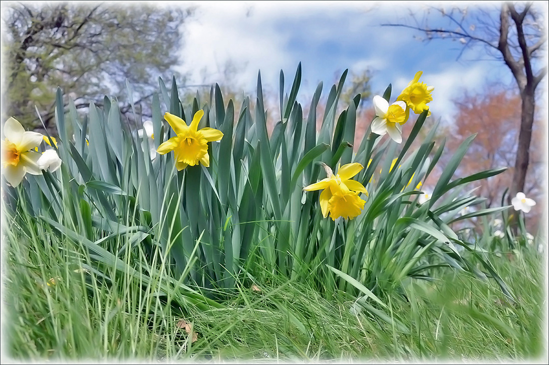 photo "***" tags: nature, landscape, flowers, spring