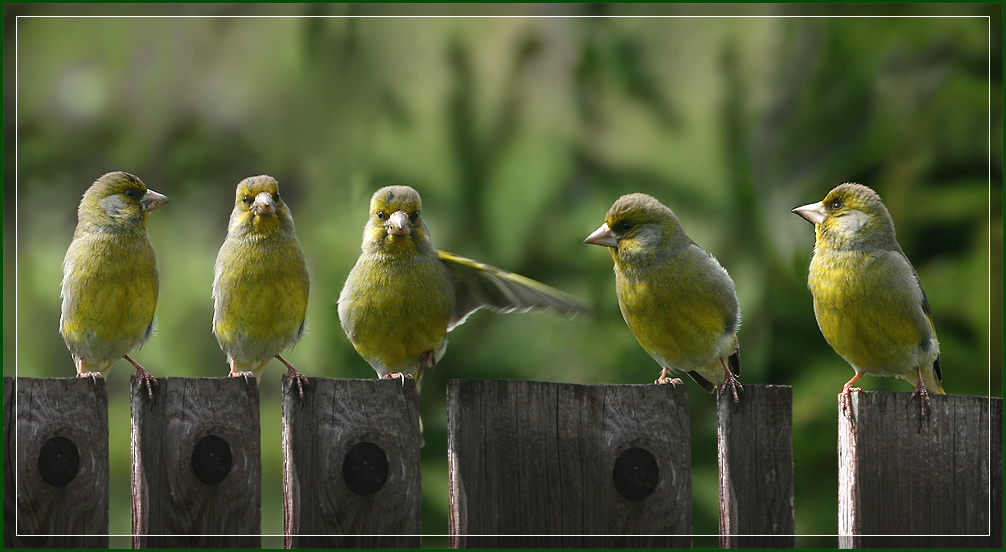 photo "Chastushka" tags: nature, montage, wild animals