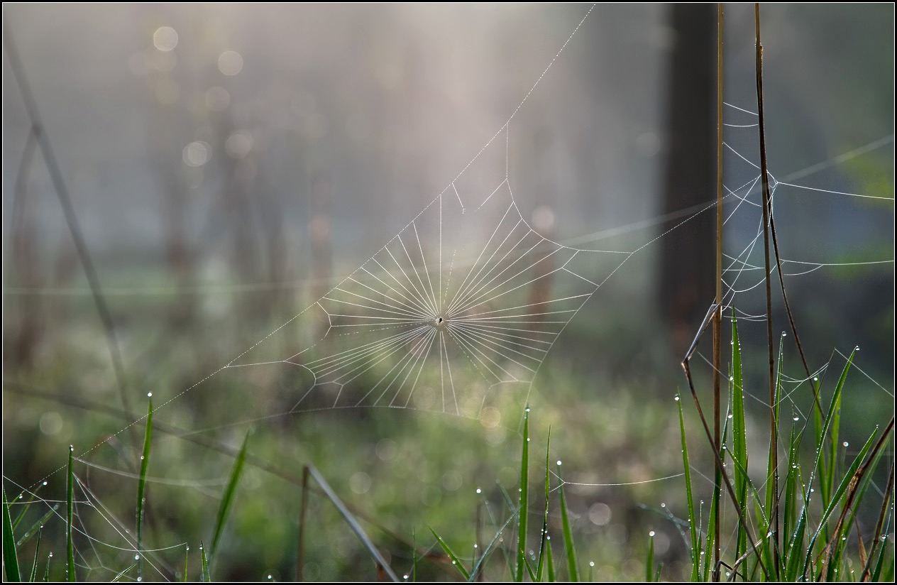 photo "spring web" tags: landscape, spring