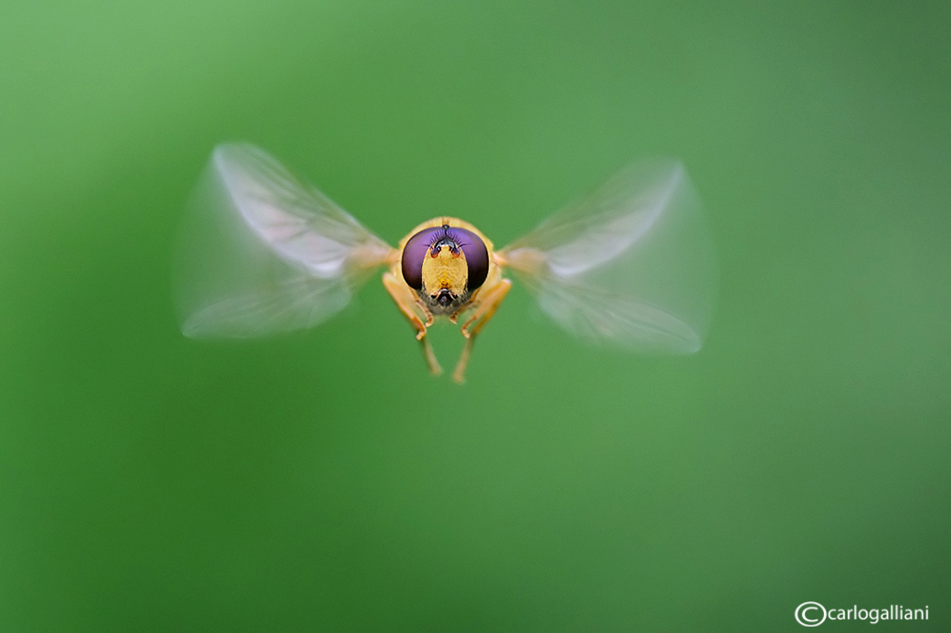 photo "Insects in flight" tags: nature, wild animals