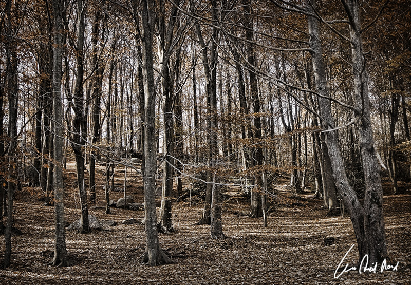 photo "***" tags: landscape, forest