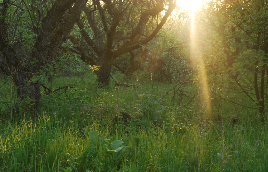 photo "***" tags: landscape, spring