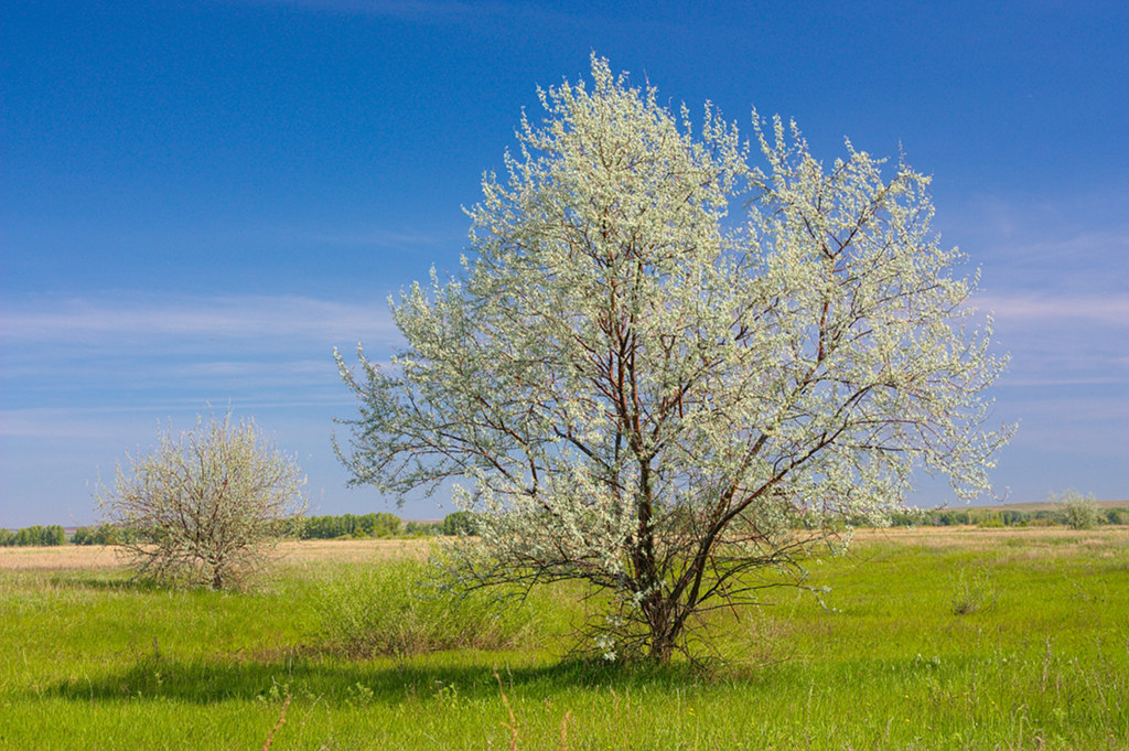 photo "***" tags: landscape, forest