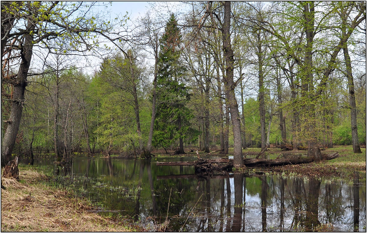 photo "***" tags: landscape, forest