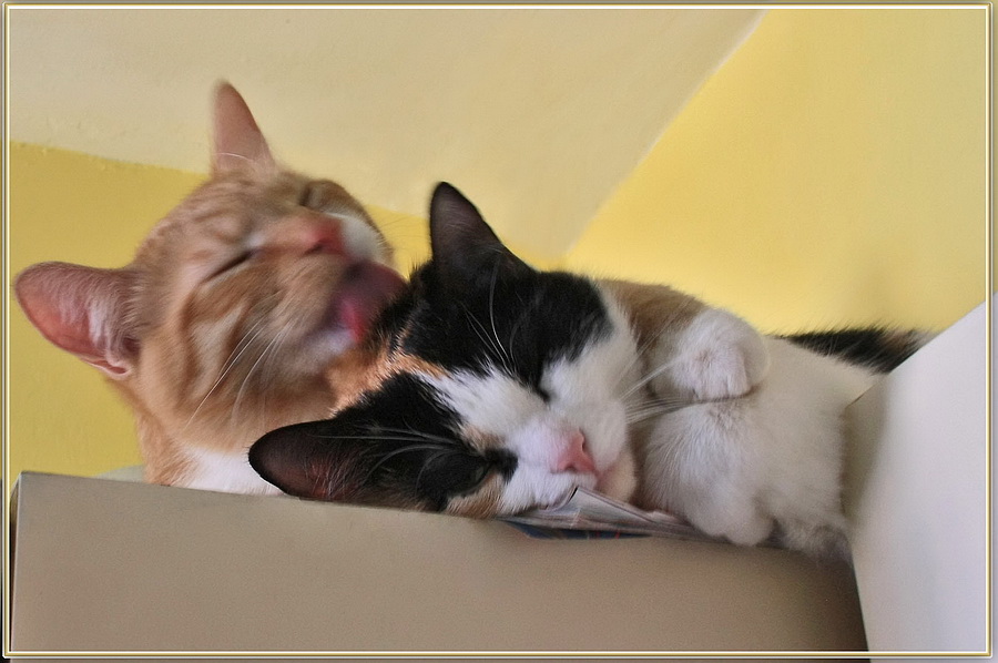 photo "***" tags: nature, pets/farm animals
