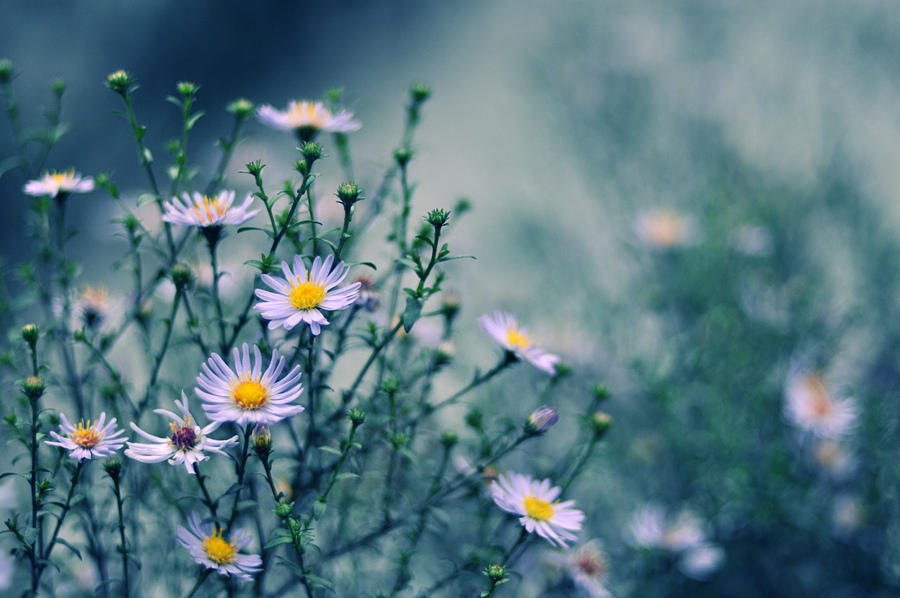 photo "***" tags: nature, flowers