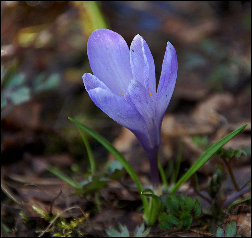photo "***" tags: nature, flowers