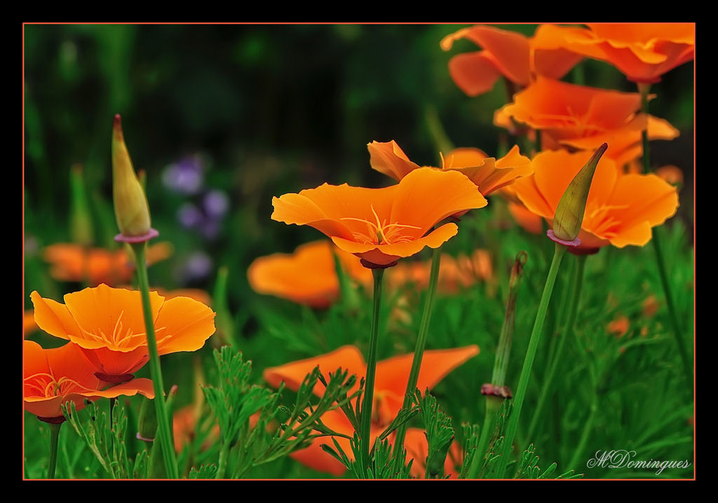 photo "***" tags: nature, macro and close-up, flowers