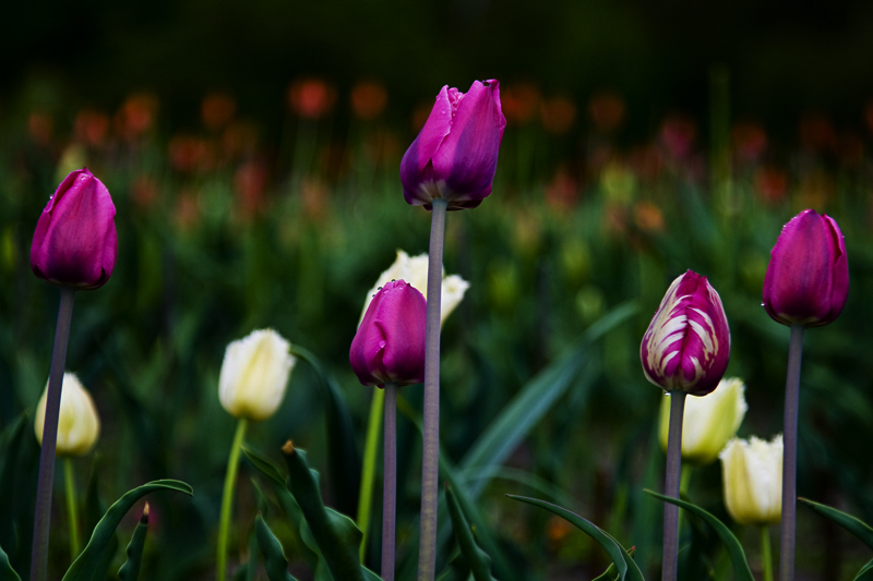 photo "***" tags: nature, flowers