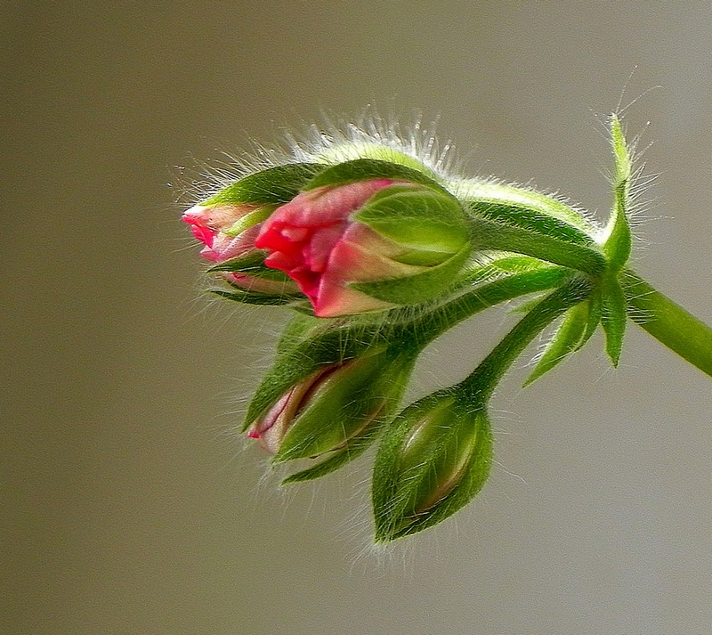 photo "***" tags: nature, flowers