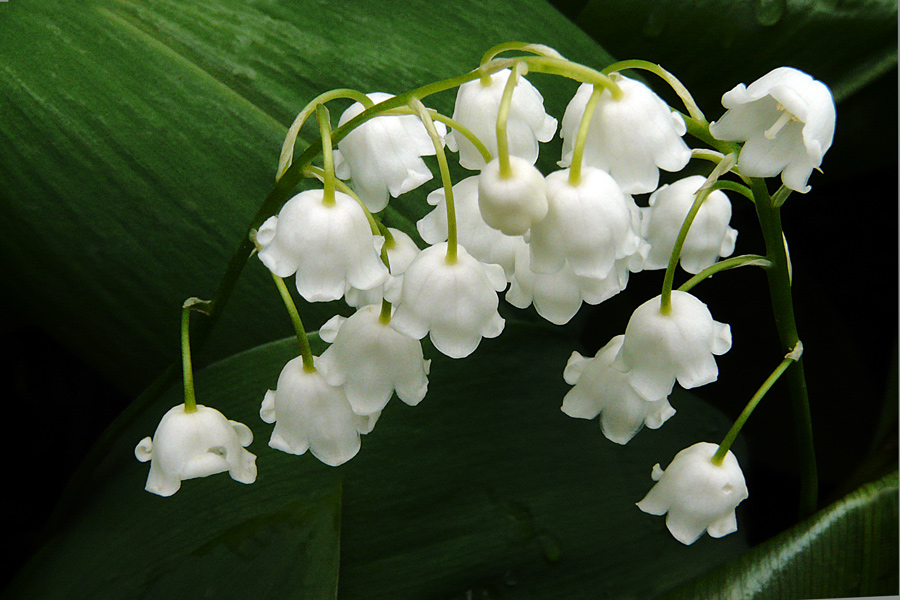 photo "Embrace" tags: nature, macro and close-up, flowers, spring