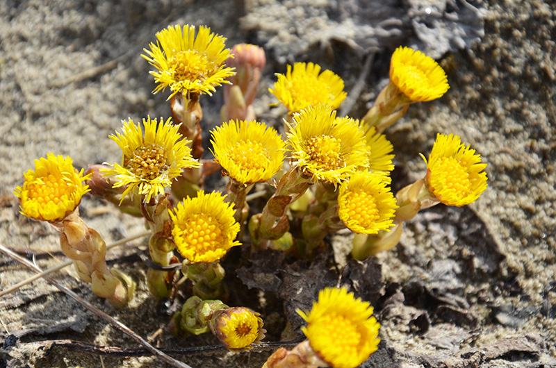 photo "***" tags: nature, flowers