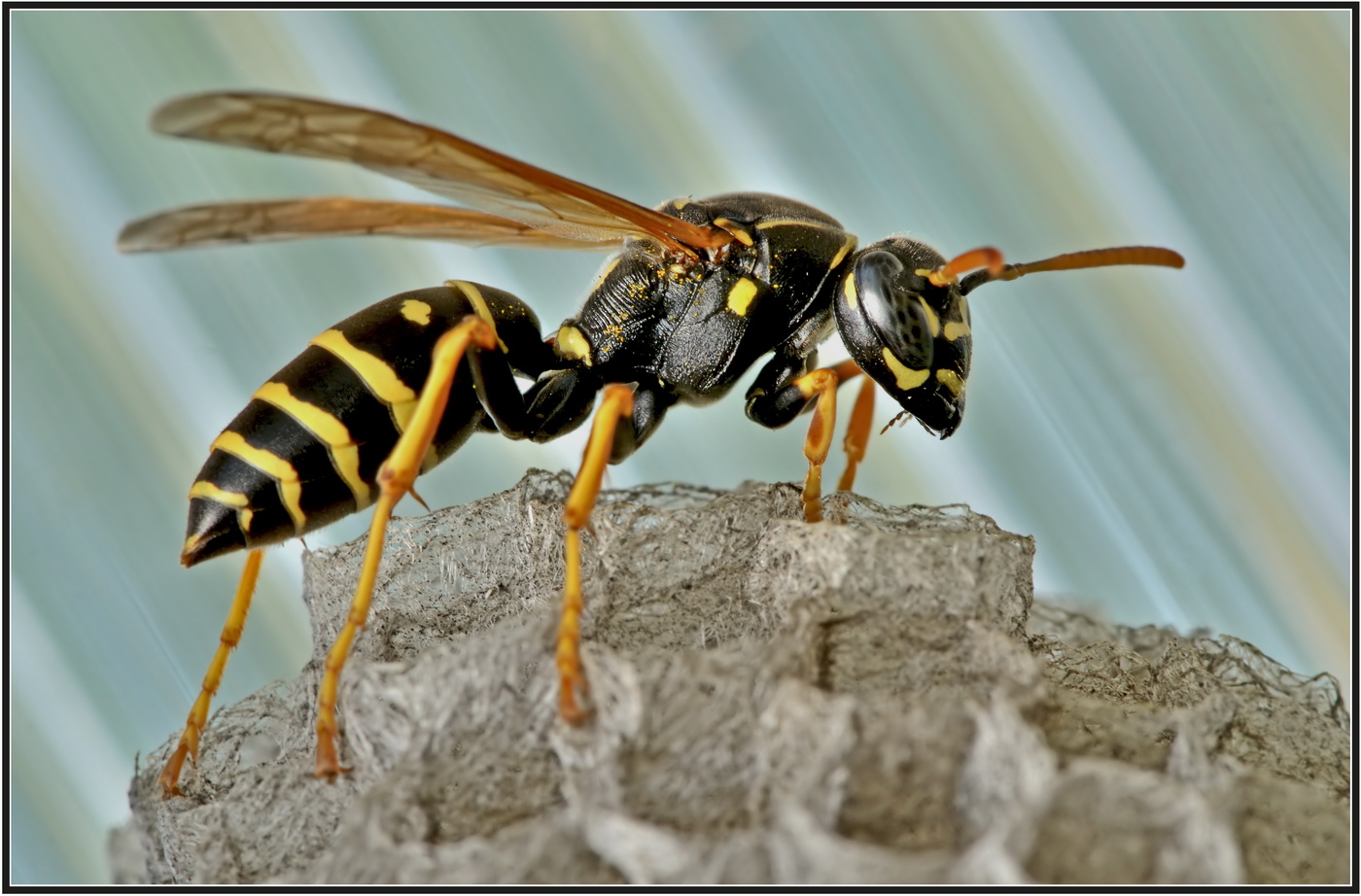 photo "***" tags: macro and close-up, nature, insect