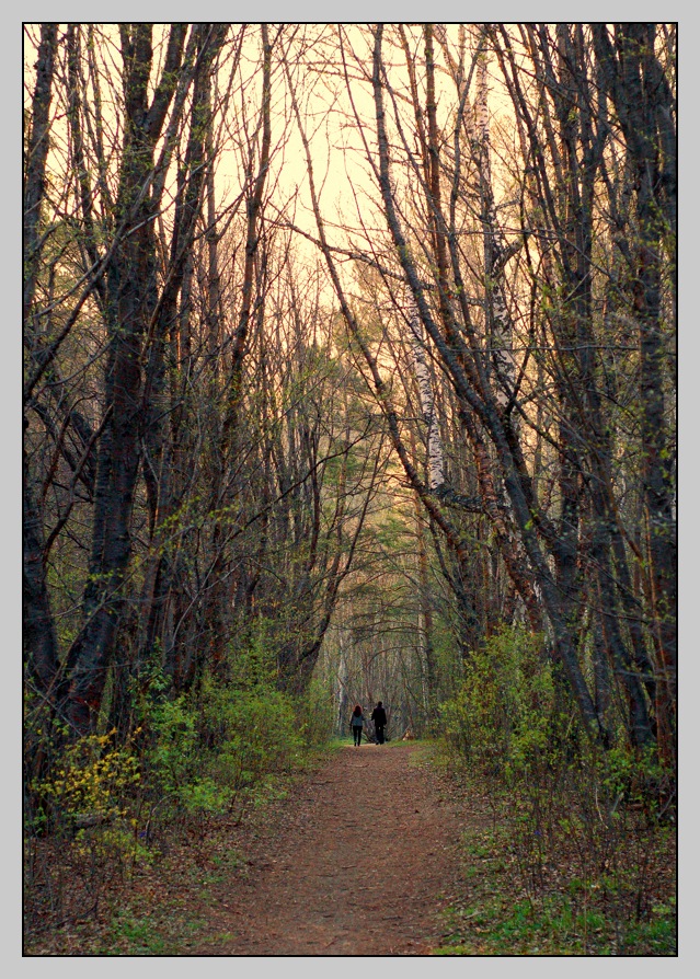 photo "Mystic forest" tags: landscape, forest