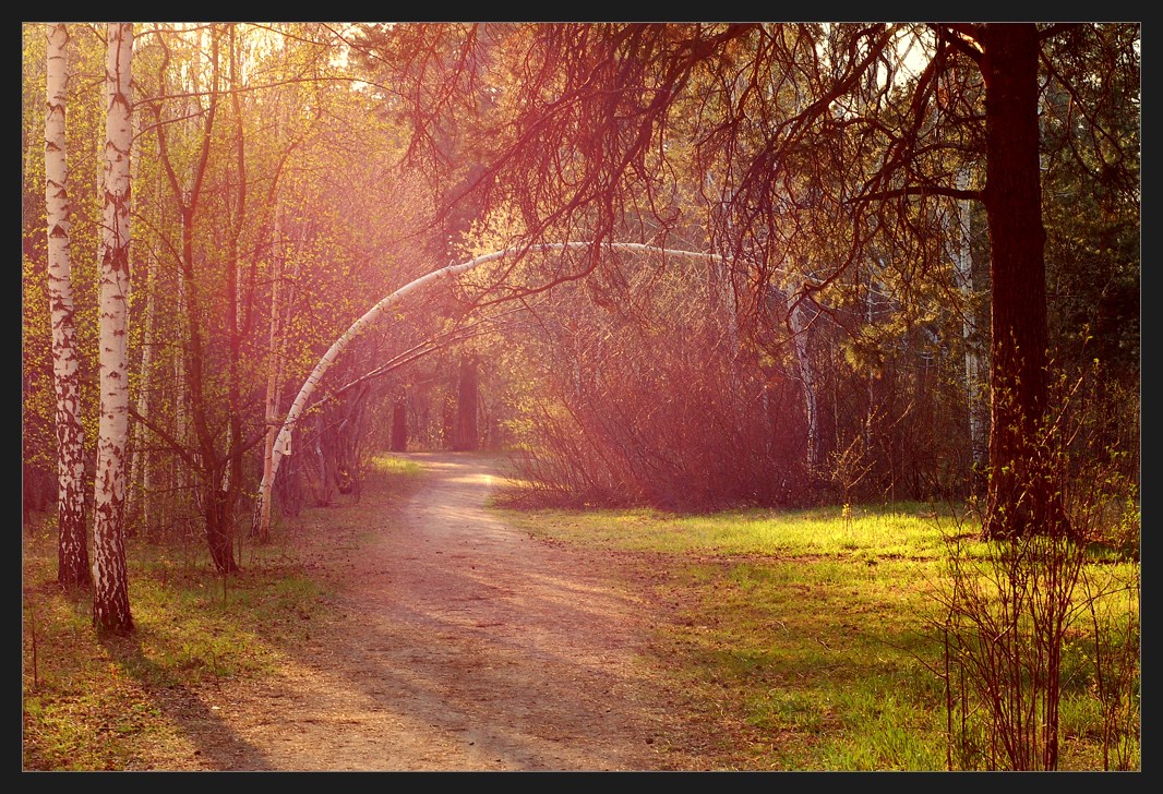 photo "Morning light" tags: landscape, forest, sunset