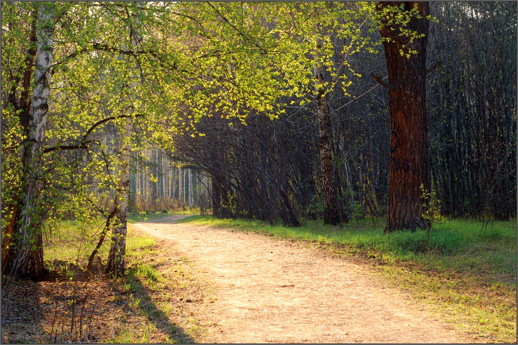 фото "Весенний лес" метки: пейзаж, весна, лес
