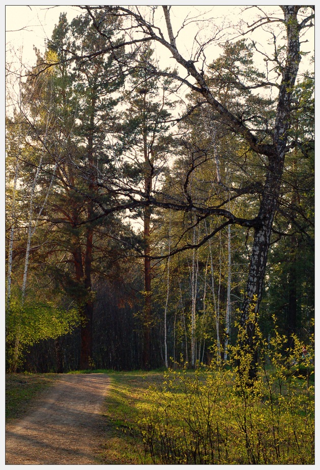 photo "Old forest" tags: landscape, forest