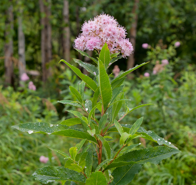 photo "***" tags: nature, flowers