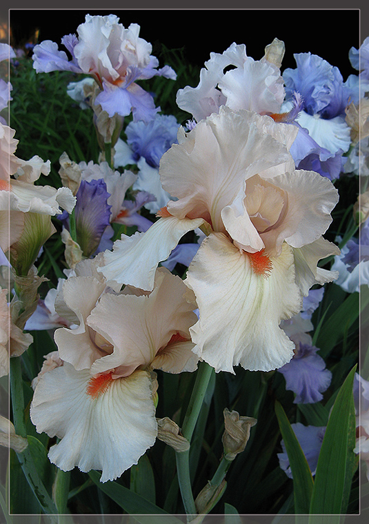 photo "Iris "Marachino"" tags: nature, flowers, ирисы