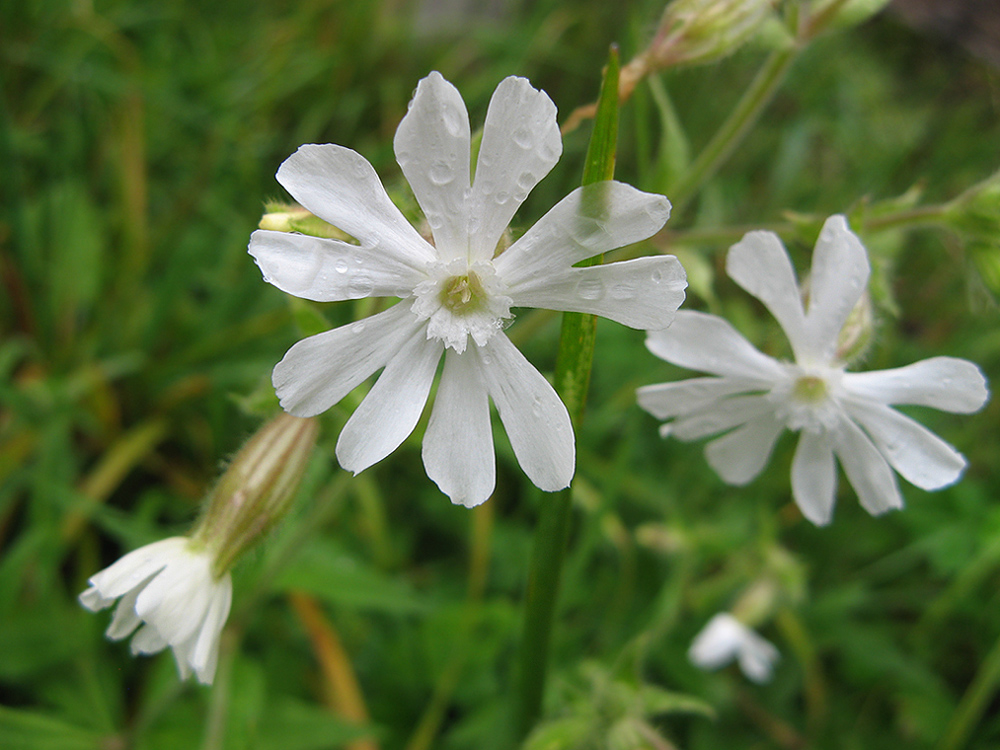 photo "***" tags: nature, flowers