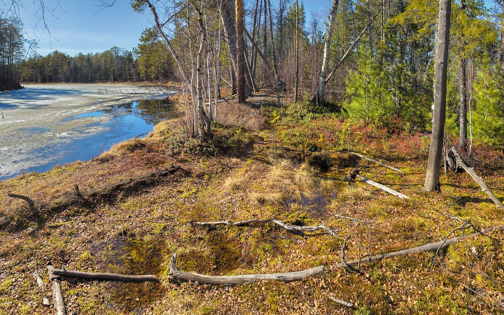 photo "***" tags: landscape, forest, spring